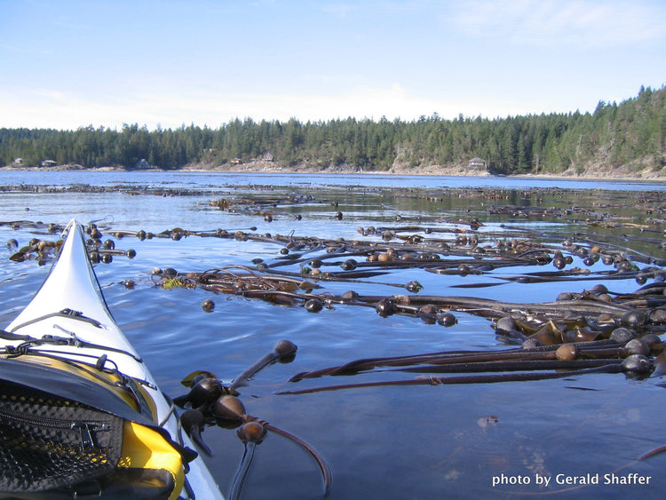 Seaweed Products