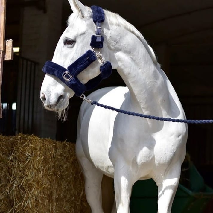 Love Your Horse Furry Halters & Lead