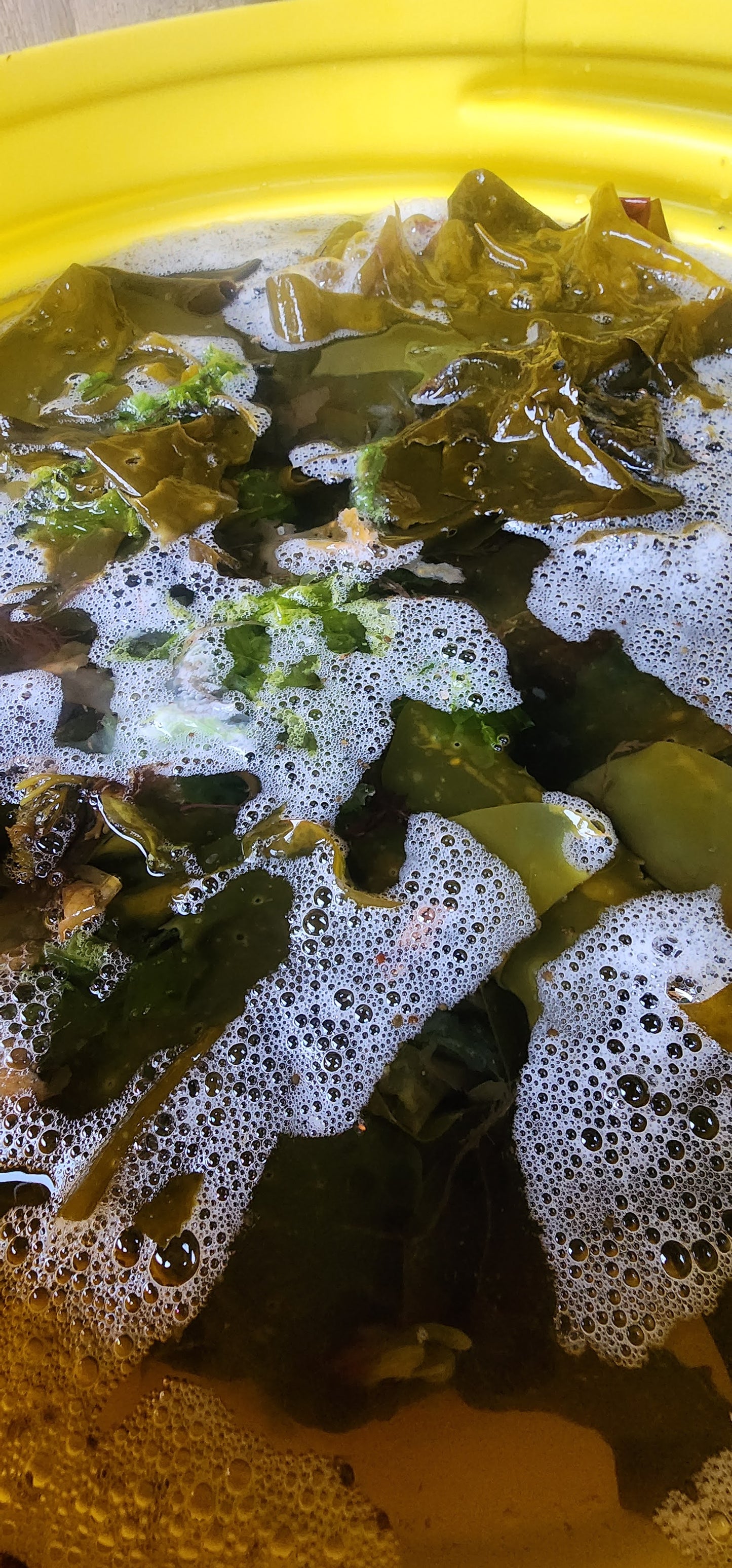 SAMPLE SALE - Organic Seaweed Fertilizer 1L - Better Soil, Bigger Buds