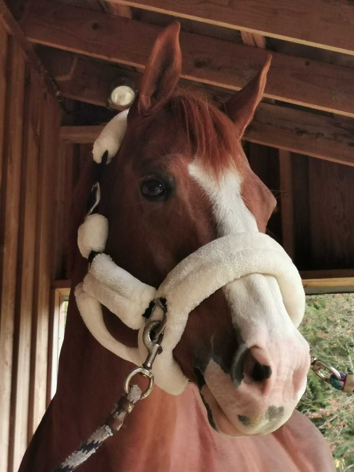 Love Your Horse Furry Halters & Lead
