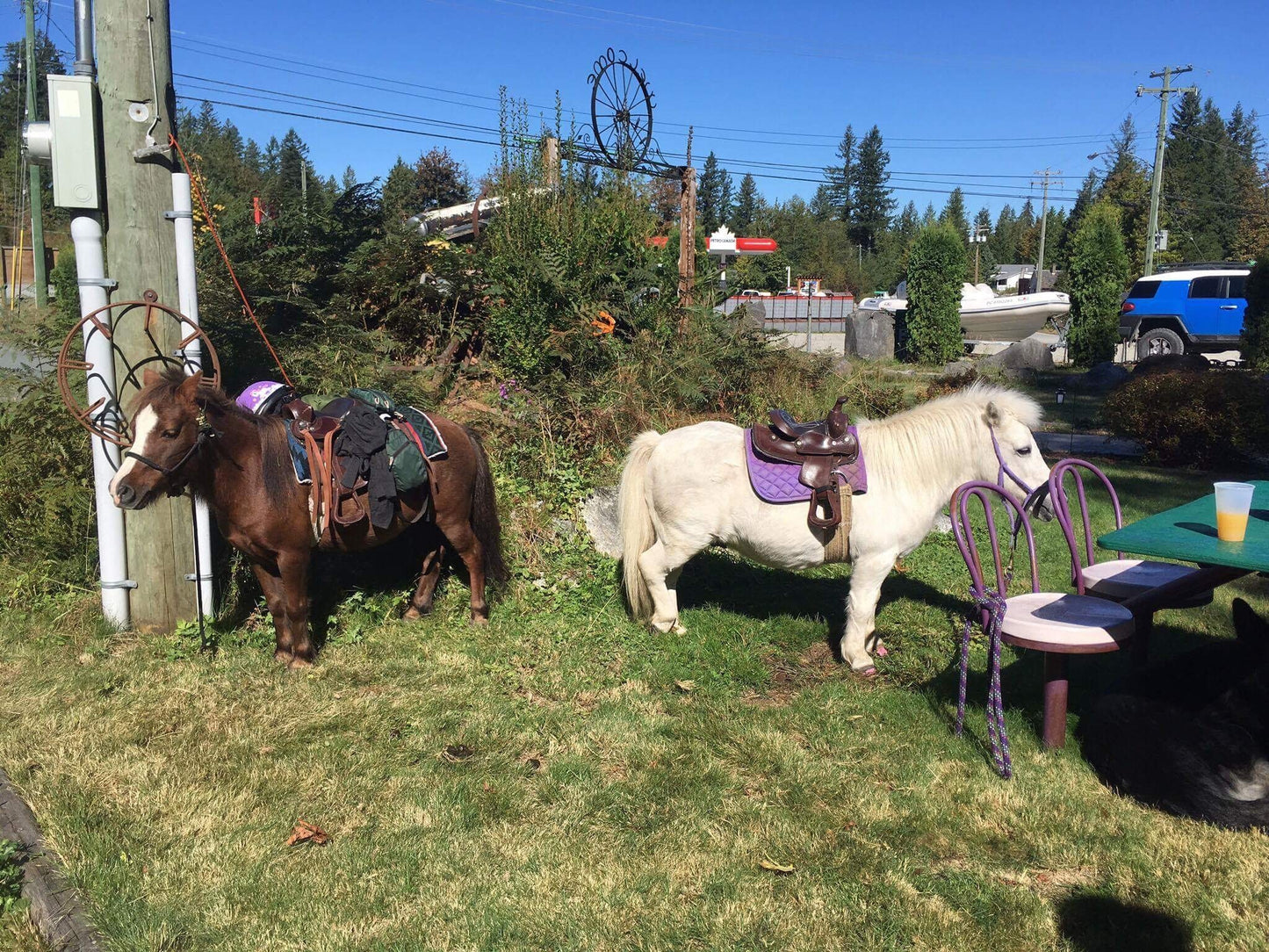 SAMPLE SALE - Buy 1 pc - 8" Leather Western Show Saddle for Ponies & Minis