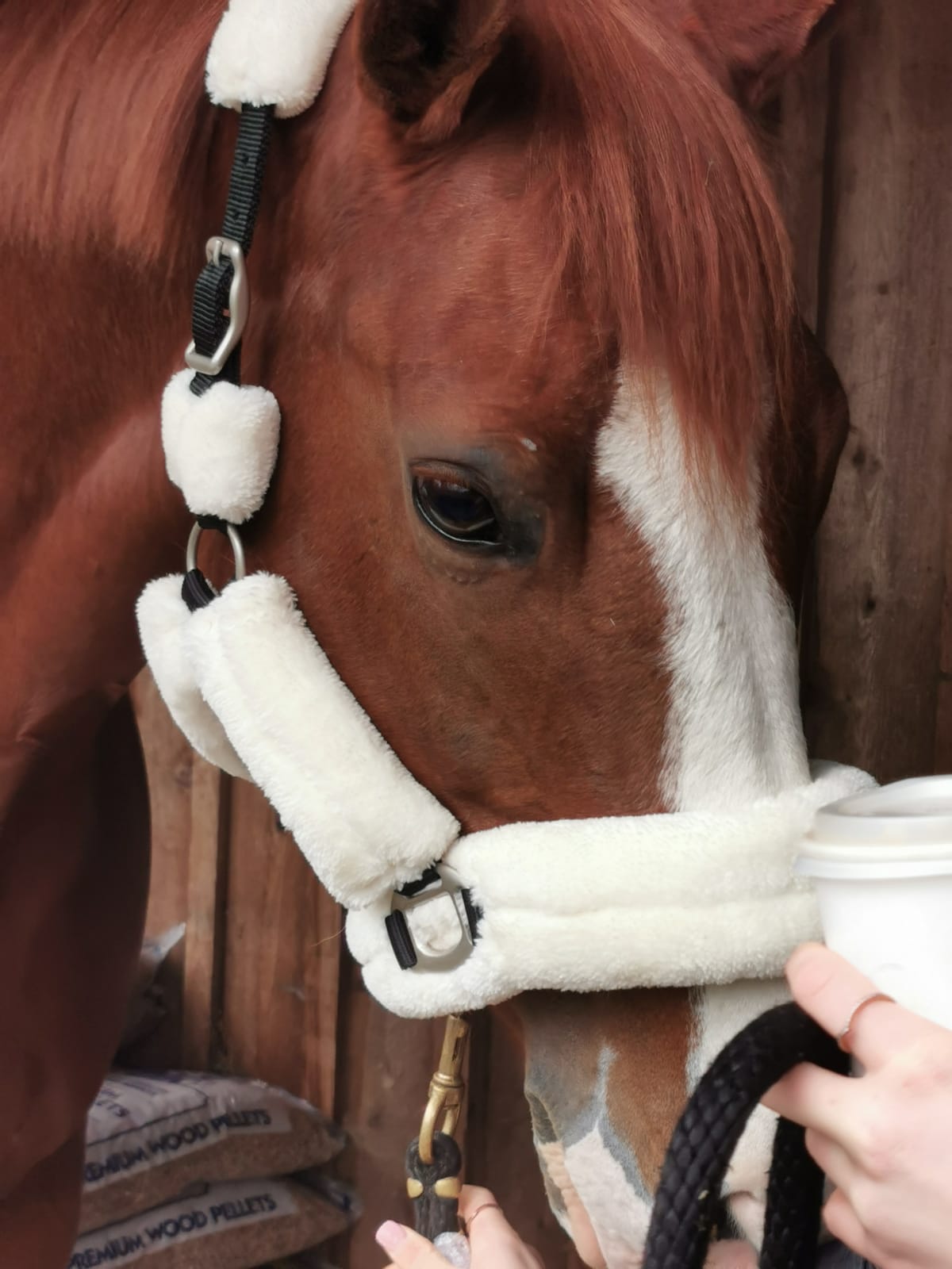 Love Your Horse Furry Halters & Lead